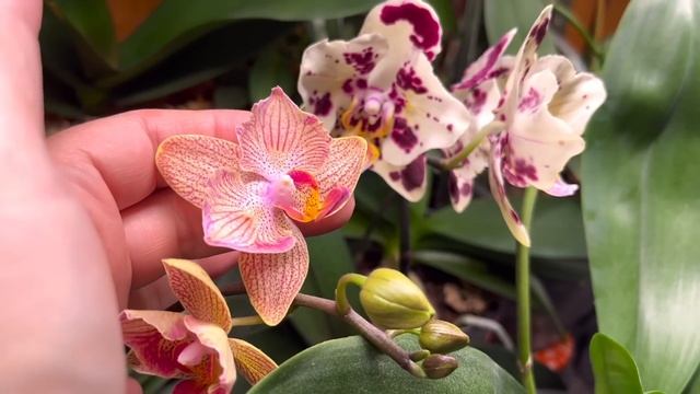 В ожидании чуда. Будни орхолюбителя. Октябрь 2023 г. смотреть онлайн