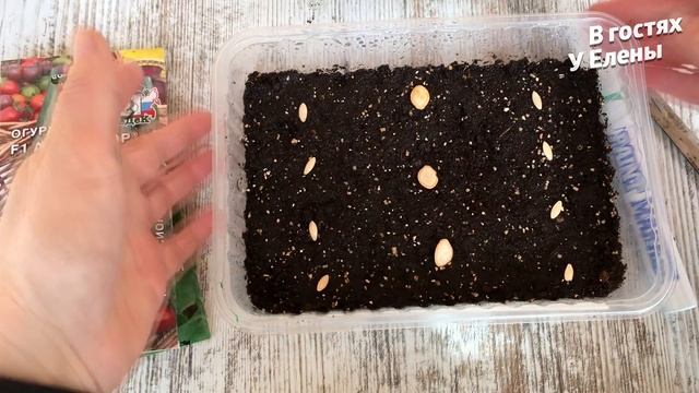 СЕЮ ОГУРЦЫ. КАБАЧКИ. СЕМЕНА ОТ СЕДЕК. смотреть онлайн