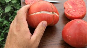Томат Розовый Мёд