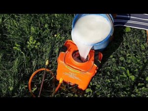 Сыворотка. Как подкормка и средство защиты от вредителей и болезней роз.