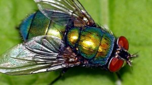 Муха - интересные факты