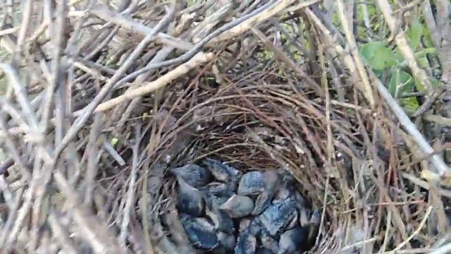 641413 _27.05.2019 _ гнездо Сороки с выводком смотреть онлайн