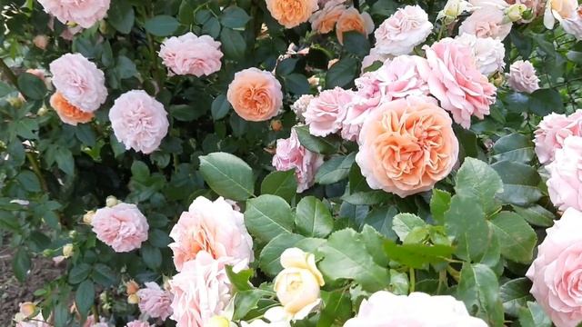 ВСЕМИ ЛЮБИМАЯ ностальгическая роза Чиппендейл / Nostalgic Hybrid Tea rose Chippendale / Rozi Mira смотреть онлайн