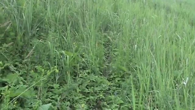 Чья нора? смотреть онлайн