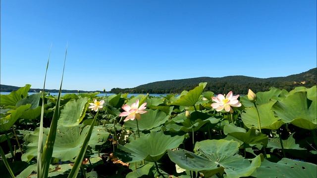 Ad. free ~Beautiful relaxing music for stress relief, meditation, deep sleep, yoga |Tabla Beats| смотреть онлайн