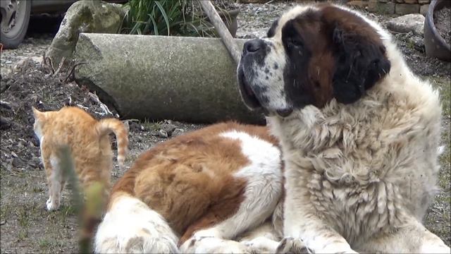 Where’s me mattress? Super tolerant St. Bernard смотреть онлайн