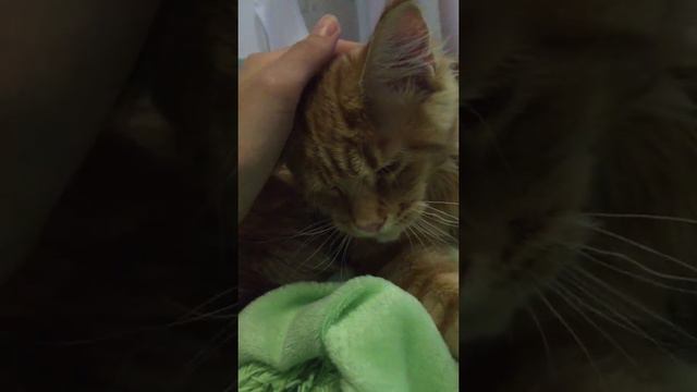 Мейн-кунчик любит ЖАМКАТЬ любимый плед и громко мурчать! смотреть онлайн