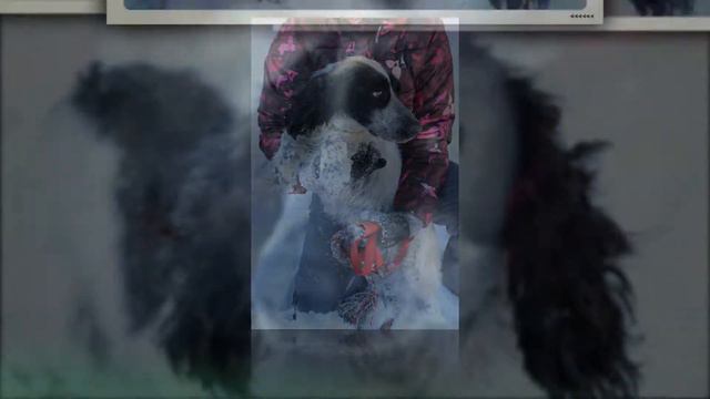 Приют Для Бездомных Животных "ТЕРЕМОК": Ральф смотреть онлайн