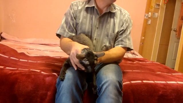 Капли коту в уши смотреть онлайн