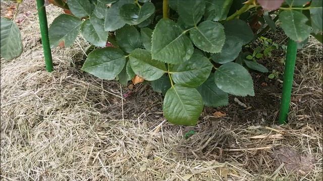 Мульчирование скошенной травой // Питание для роз смотреть онлайн