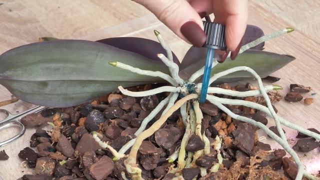 Корни орхидеи не освоили горшок, но НУЖНО пересадить. ЖУТКО СОЛИТСЯ грунт и корни горят. смотреть онлайн