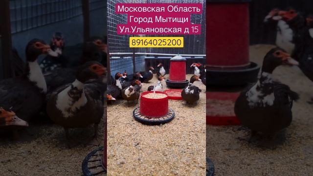 Индоутка (Мускусная утка ?) полное описание смотреть онлайн