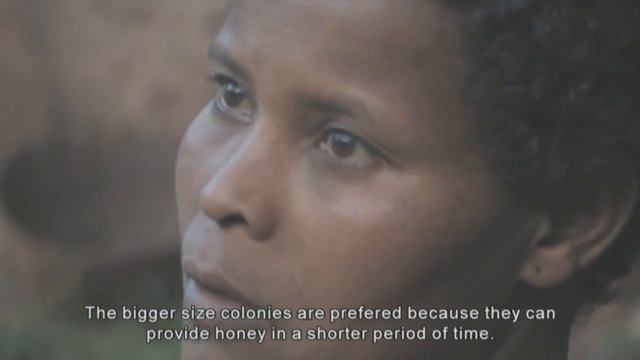 Пчеловодство в Эфиопии  Apiculture  In Ethiopia