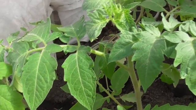 БЕЛЫЕ ПЯТНА НА ЛИСТЬЯХ ТОМАТОВ - ЭТО СОЛНЕЧНЫЕ ОЖОГИ! Ольга Чернова.