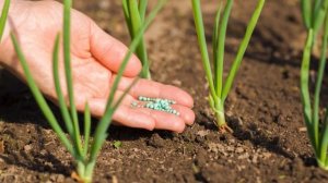 Чем подкормить ЛУК весной для хорошего развития. Самая ВАЖНАЯ ПОДКОРМКА.