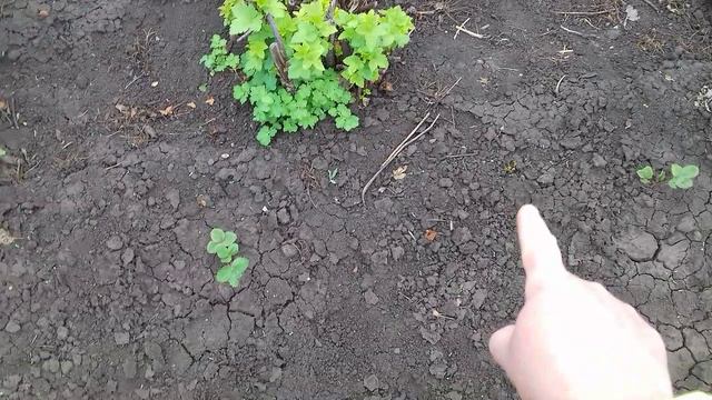 Первое что я делаю с клубникой.