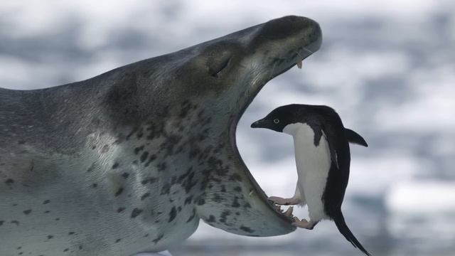 Морской леопард - кровожадный убийца пингвинов! Самый смертоносный зверь Антарктики! смотреть онлайн