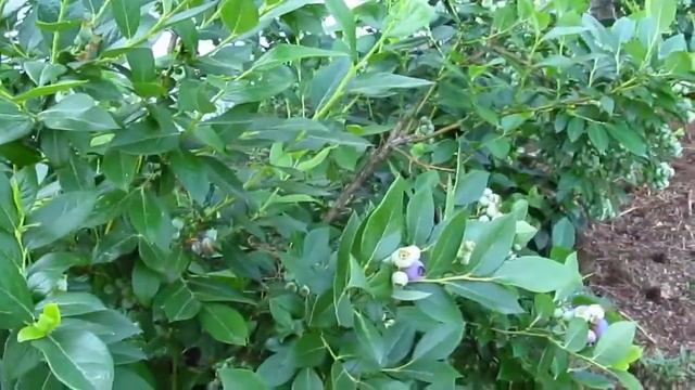 Сорта голубики садовой.Сорт Bluetta. Первые ягоды самые вкусные. смотреть онлайн