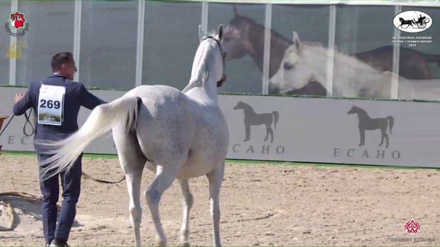 N 269 AMIRAT AL JANADREYAH ALTHANIYA Al Dhafrah Arabian Horse Championship 2023 Mares 7+ Years смотреть онлайн