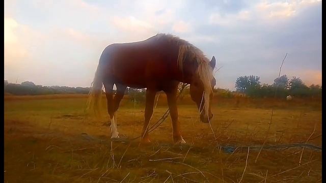 "Красный конь" (Песни 70-х) смотреть онлайн