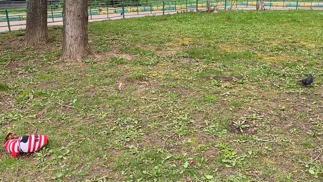 Бенгальский кот Бакс гуляет смотреть онлайн