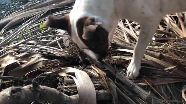 Masha loves her palm tree nest🌴любимое гнездо Маши из пальмы🌴 смотреть онлайн
