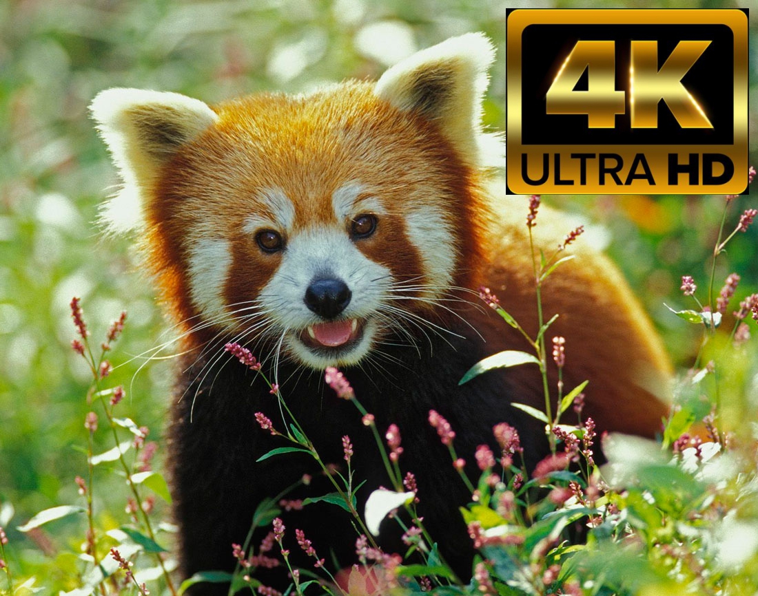 ЦАРСТВО ЖИВОТНЫХ 4K HDR 60FPS • Relaxing Music смотреть онлайн