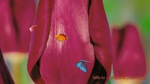 Тюльпан обыкновенный Пёпл Леди (tulipa purple lady) ? обзор: как сажать, луковицы тюльпаны Пёпл Лед