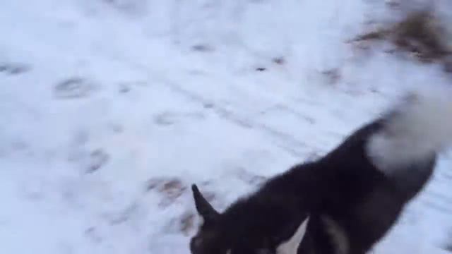 Черкассы Аляскинский Маламут - без работы.