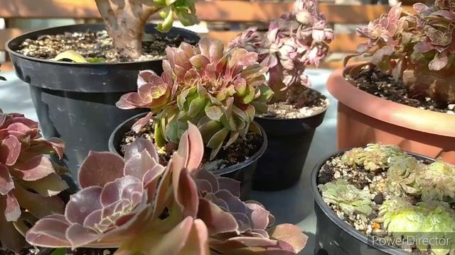 Кристатные эониумы. Обзор сортов смотреть онлайн