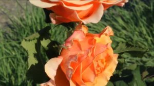 Роза Джаст Джоуи (Just Joey, Англия, 1972, ч\г) - совершенство параметров и мировое признание!