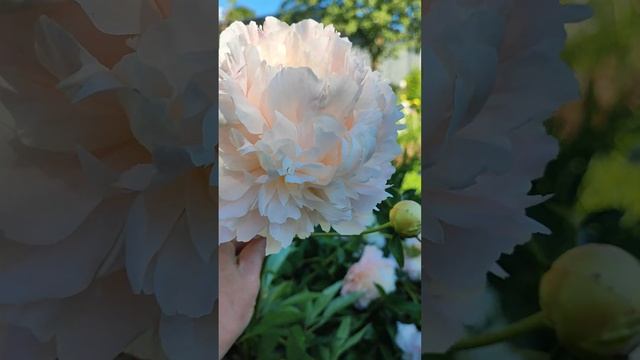 Стадии цветения Саммер Глоу смотреть онлайн
