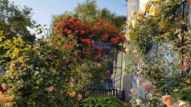 Розы и ЖАРА+ВЕТЕР=Полив,Полив,Полив....12.06.22 год