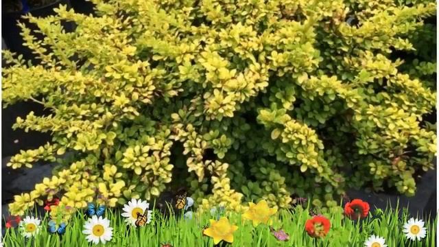 Барбарис тунберга (sunsation) ? Обзор: посадка и уход. саженцы барбариса : описание и особенности смотреть онлайн