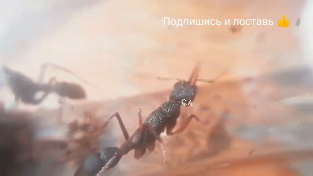 Harpegnathos Venator макро и охота