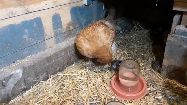 Куры//Квочка вывела цыплят, мало но что поделать//16 мая 2023 год смотреть онлайн