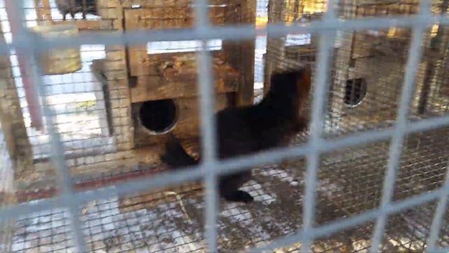 Клеточный соболь смотреть онлайн