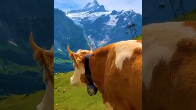 Деревня Гриндельвальд, расположена в центре Швейцарии смотреть онлайн