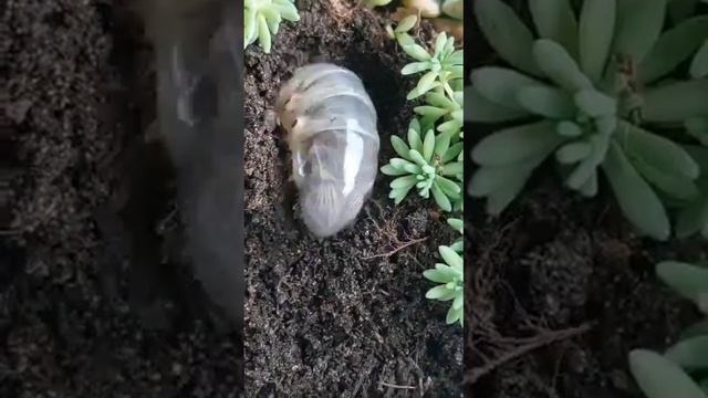 Worm castings are good for your succulent plants смотреть онлайн