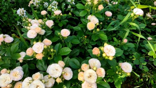 РОЗЫ ? Слов не хватает при виде этих Красавиц ? Roses in the garden ? 정원에서 장미 смотреть онлайн