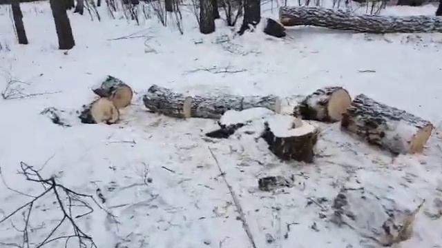 Вырубка леса по Ул.Захарееко, в г. Челябинск смотреть онлайн