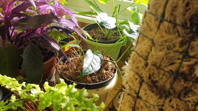 Влог, цветочные будни 01.05.2020 смотреть онлайн