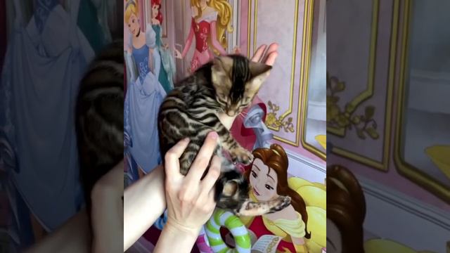 Бенгальский котик. Леопардовый котёнок. Купить Бенгала. Продажа бенгалов смотреть онлайн