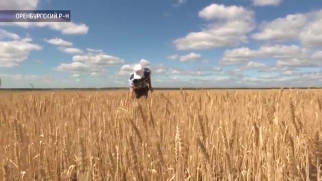 Смогут ли аграрии Оренбуржья оправиться от очередного солнечного удара? смотреть онлайн