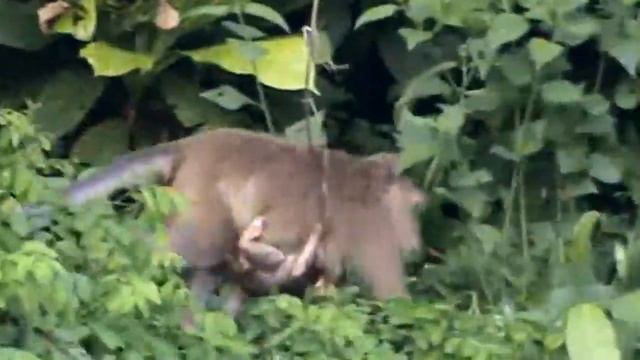 Тайланд острова #1.Остров обезьян Пхи Пхи в Тайланде смотреть онлайн