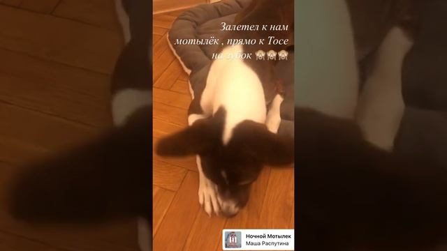 Из ночной жизни Тото #басенджи #ночныеснайперы #животные #ночнаяжизнь #мойпес #собакин #basenji смотреть онлайн