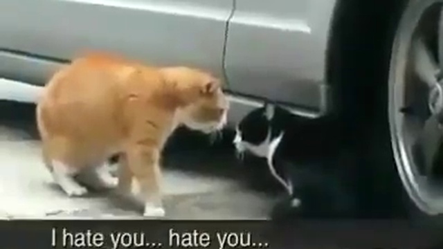 кот устроил разборки смотреть онлайн