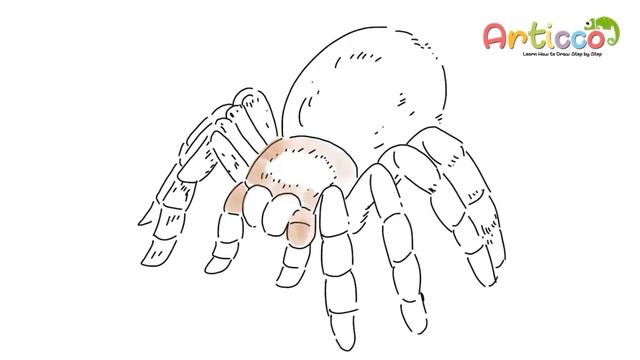 How to Draw a Tarantula Step by Step смотреть онлайн