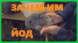 Пропаиваем кроликов йодом .Забил шесть кроликов на мясо .Жизнь в деревне.