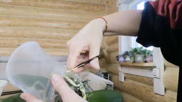 Красивая пересадка орхидеи Формейшен! смотреть онлайн